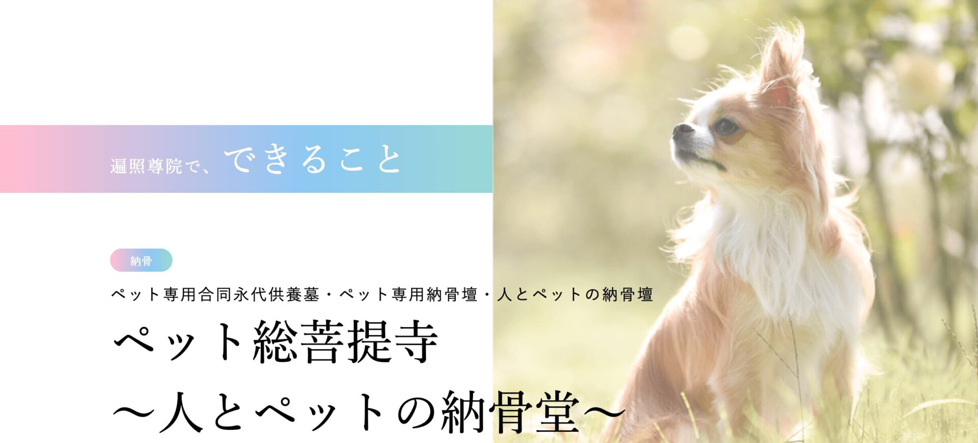 遍照尊院の画像